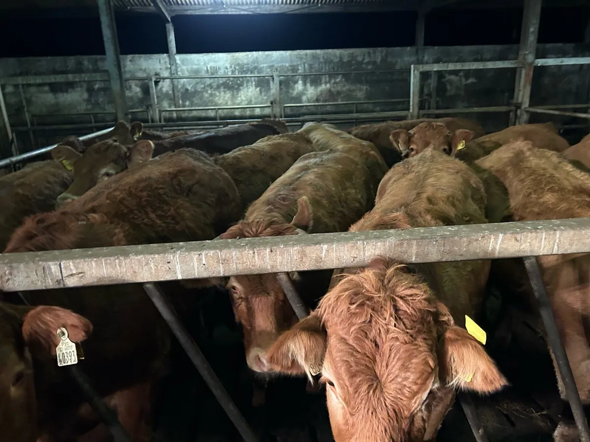 SUPER RED LIMOUSIN HEIFERS - Image 4