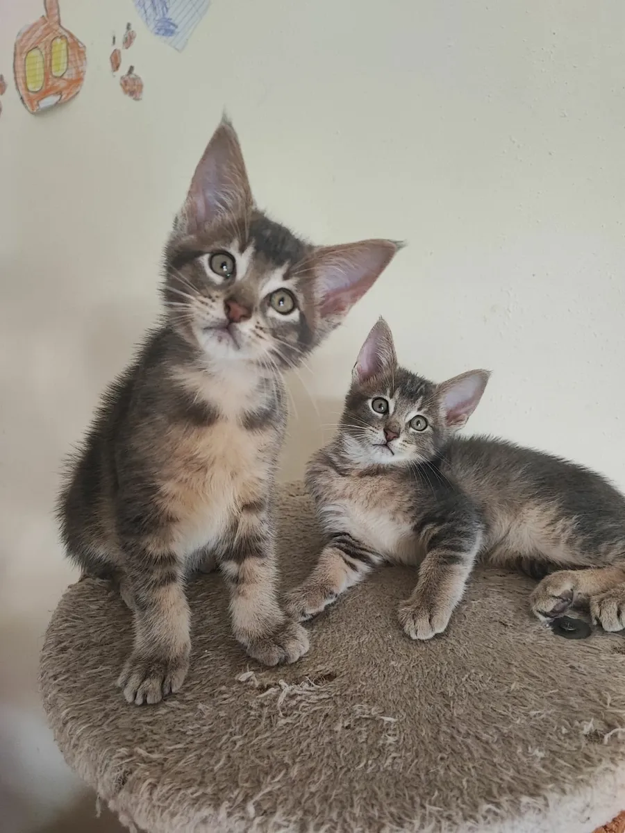 kitten - Image 1