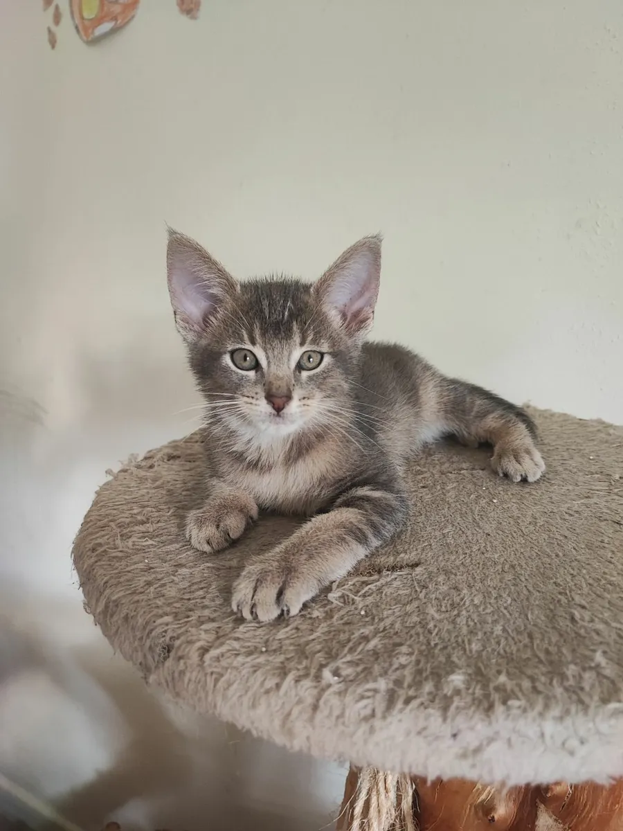 kitten - Image 4