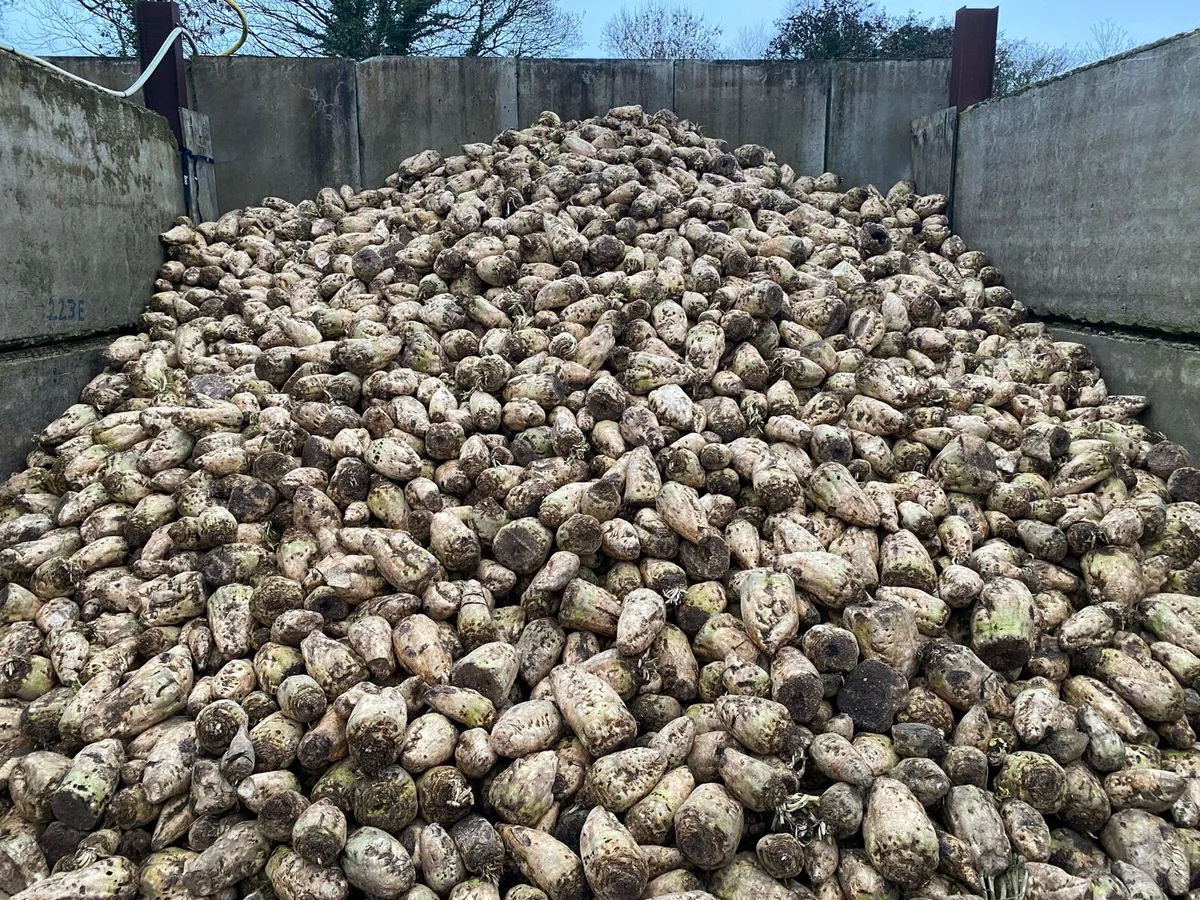 Fodder Beet