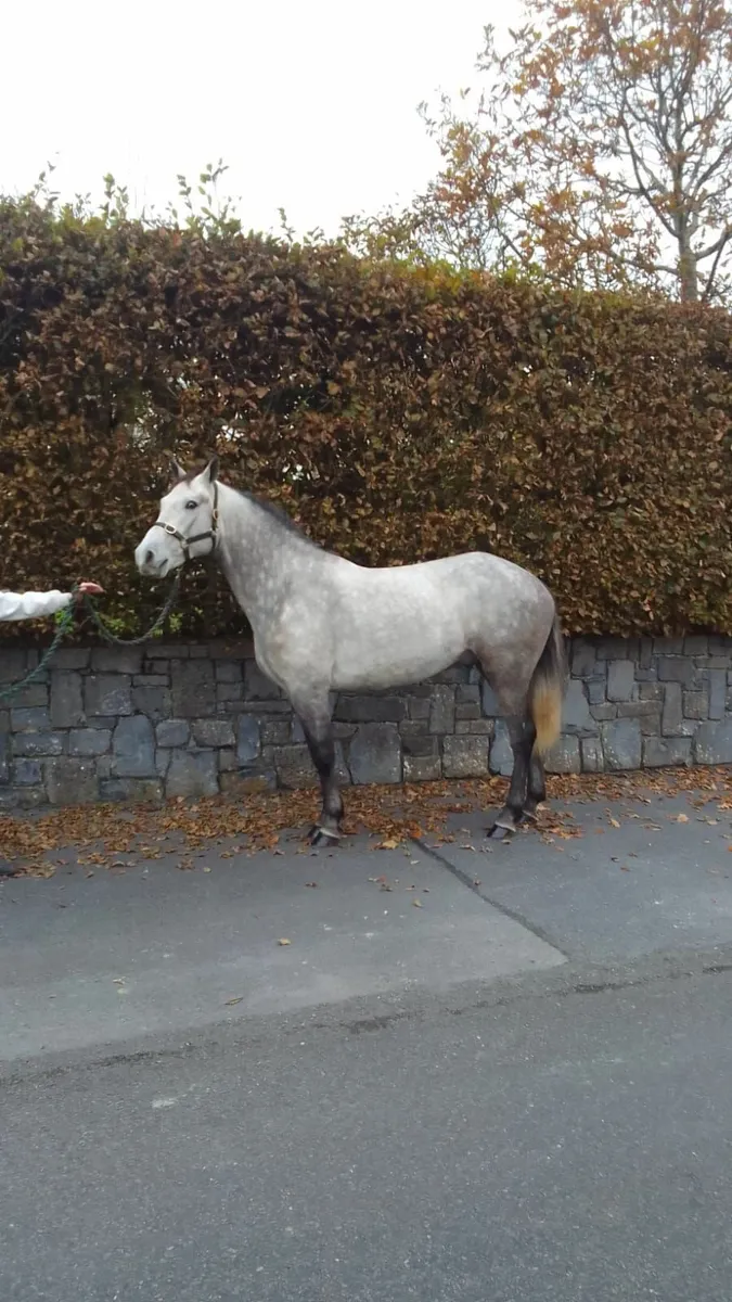 connemara pony - Image 2