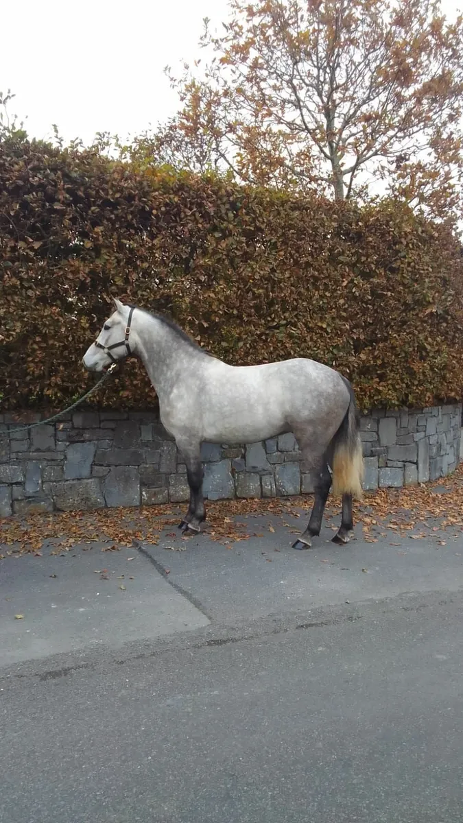 connemara pony - Image 4