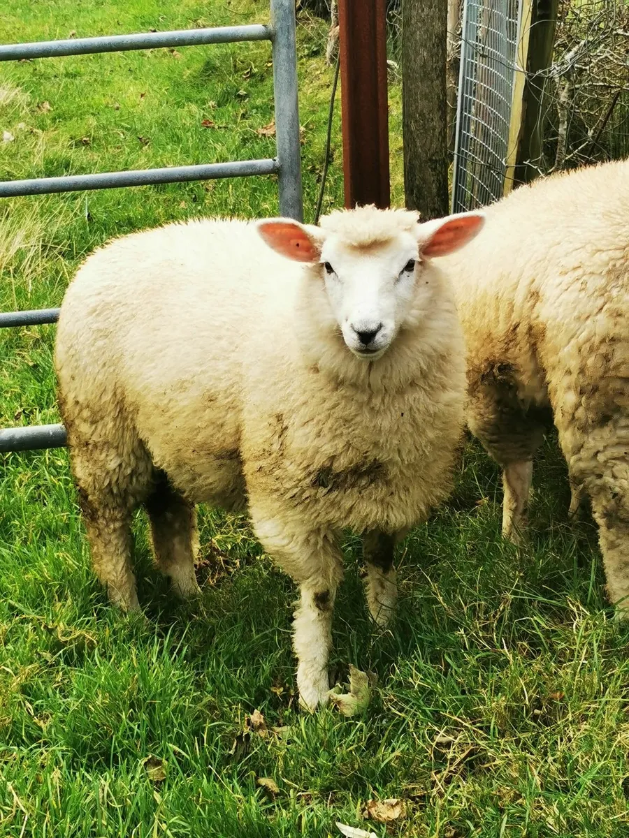 Galway Ewe lambs, Hogget Ram - Image 1