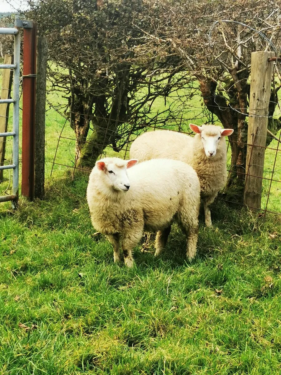 Galway Ewe lambs, Hogget Ram - Image 2