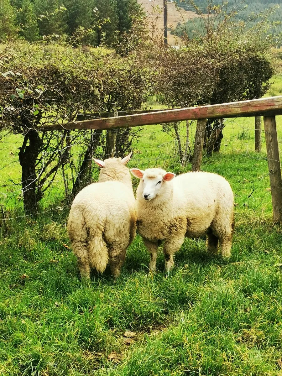 Galway Ewe lambs, Hogget Ram - Image 3