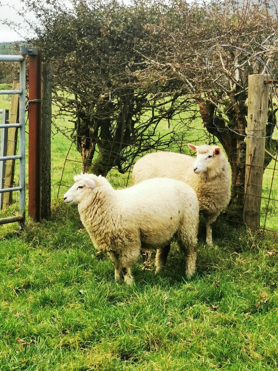 Galway Ewe lambs, Hogget Ram - Image 4