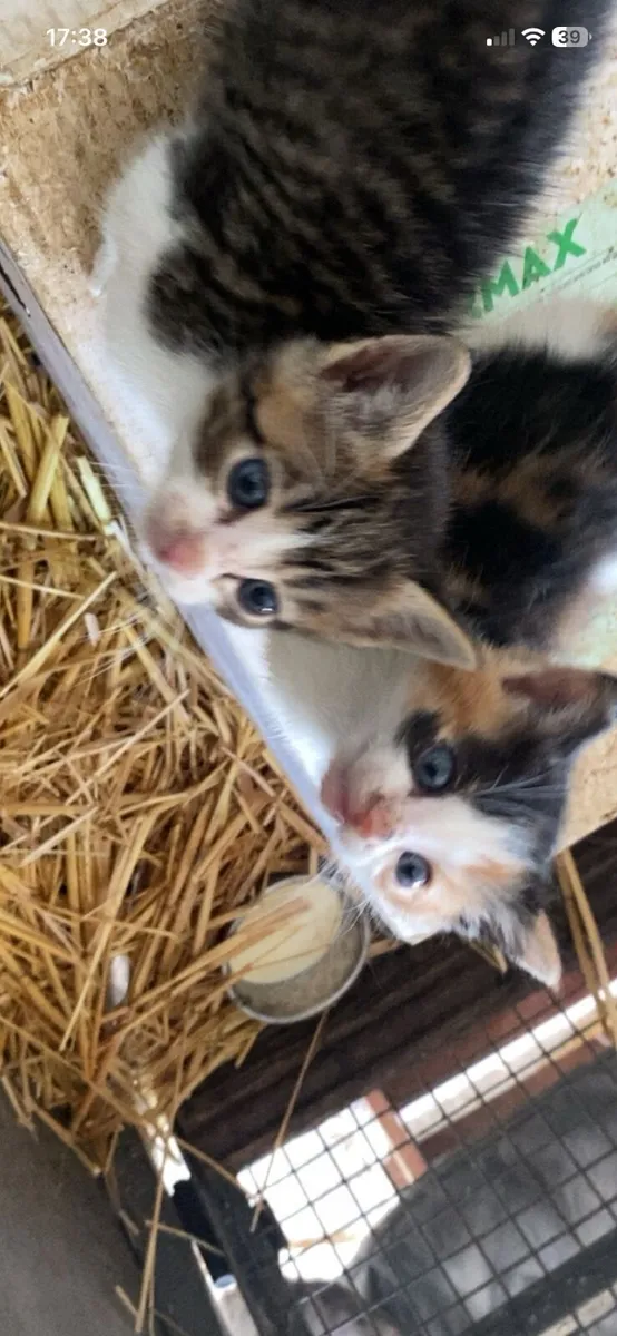 Kittens - Image 1