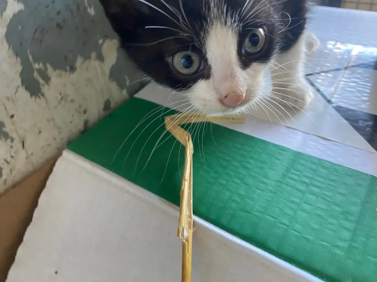 Kittens - Image 2
