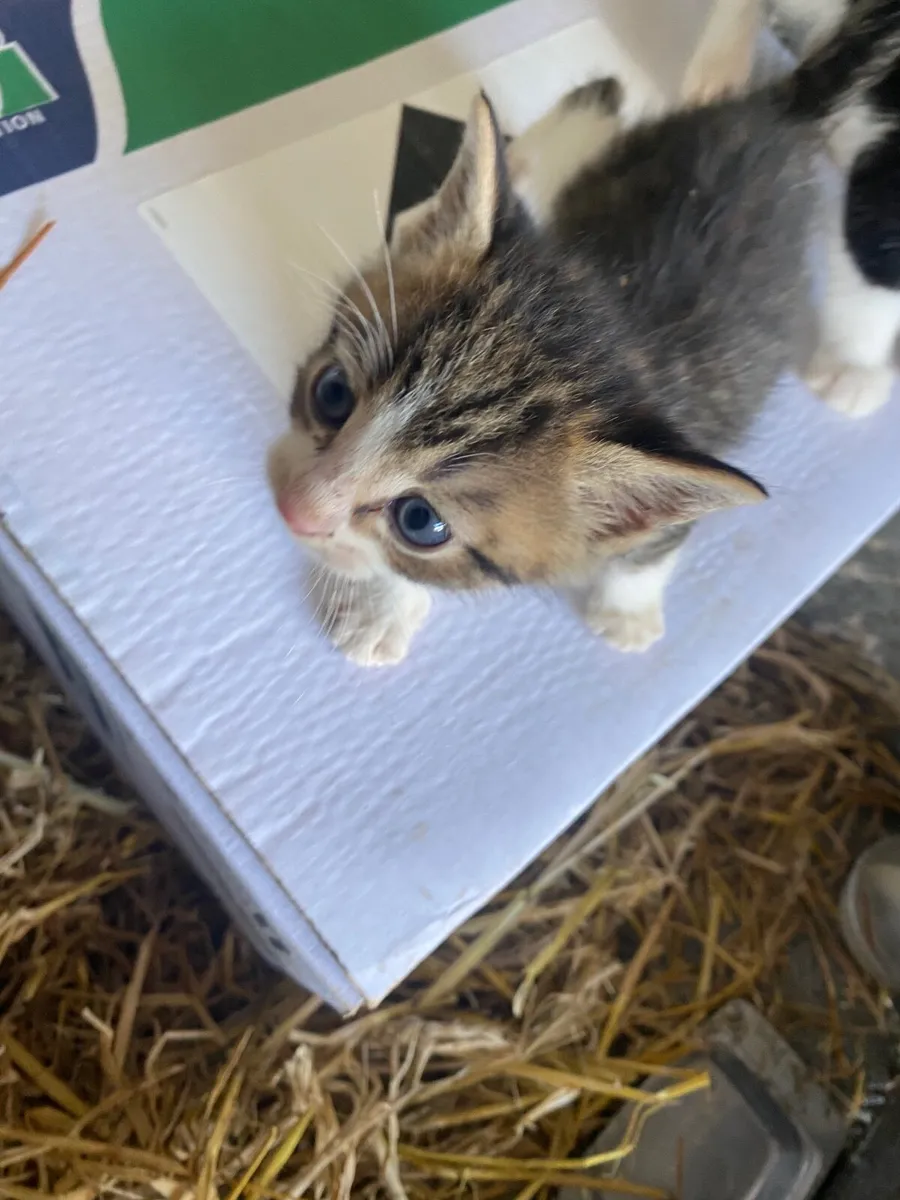 Kittens - Image 3