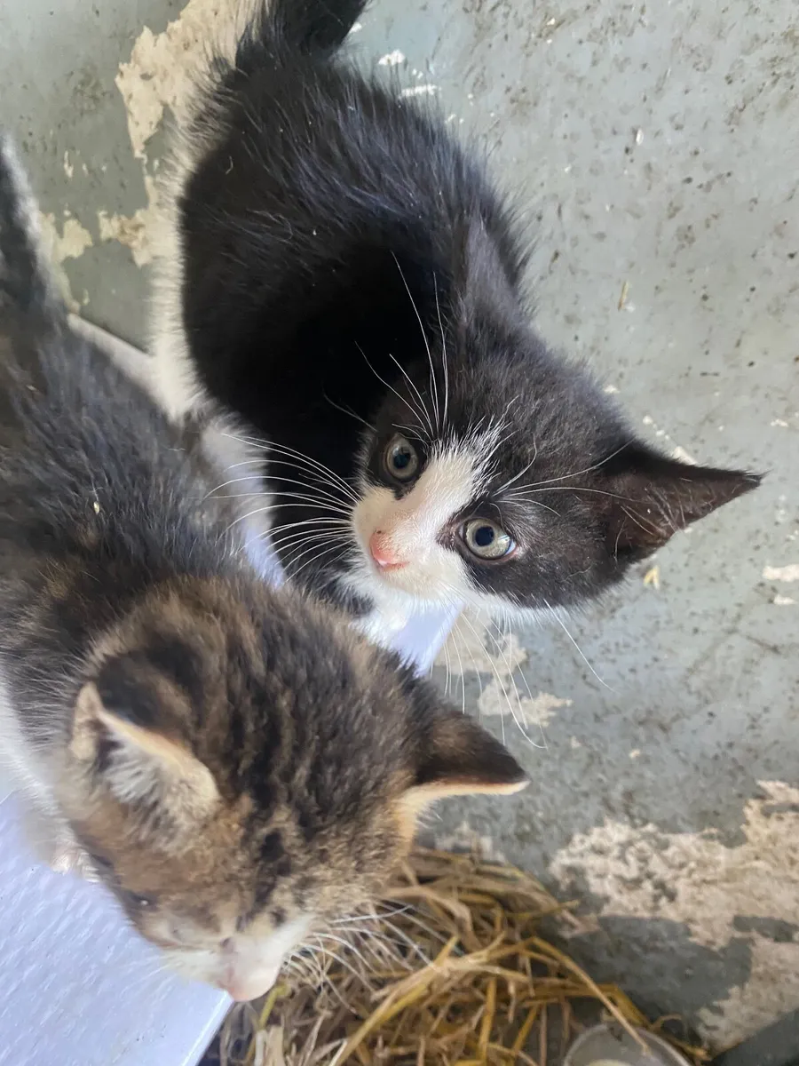 Kittens - Image 4