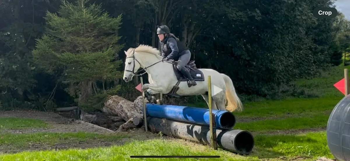 Pony - Image 2
