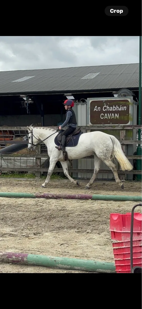 Pony - Image 4