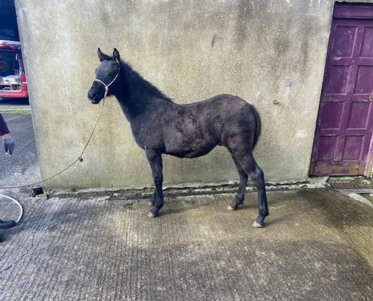 Two Class One Bred Connemara Colt Foals - Image 1