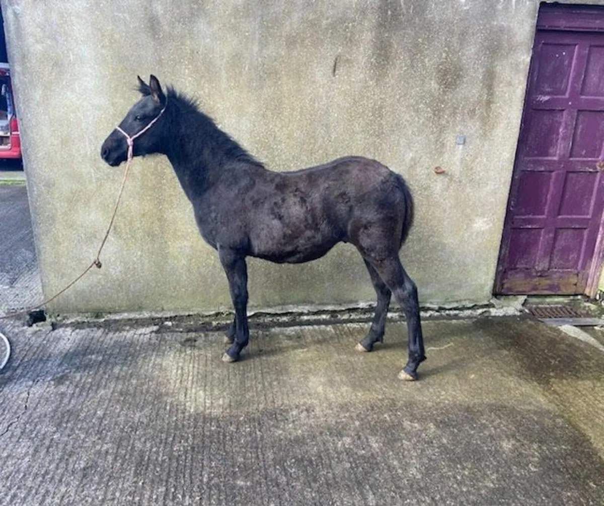 Two Class One Bred Connemara Colt Foals - Image 2