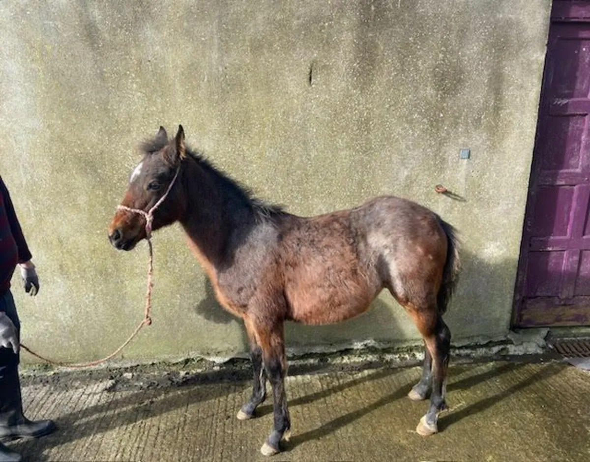 Two Class One Bred Connemara Colt Foals - Image 4