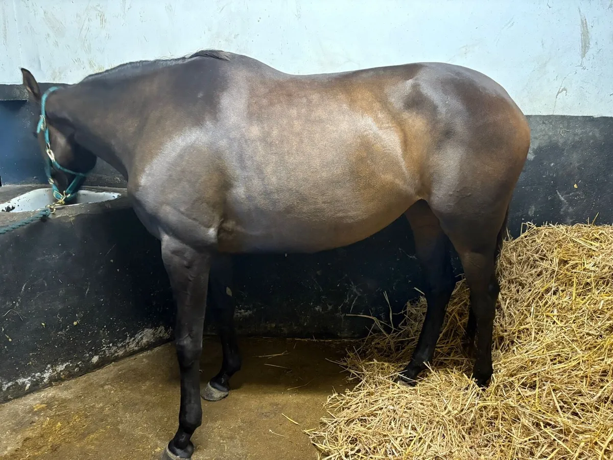 Horse - Image 2