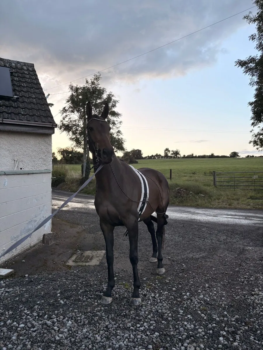 Horse - Image 3