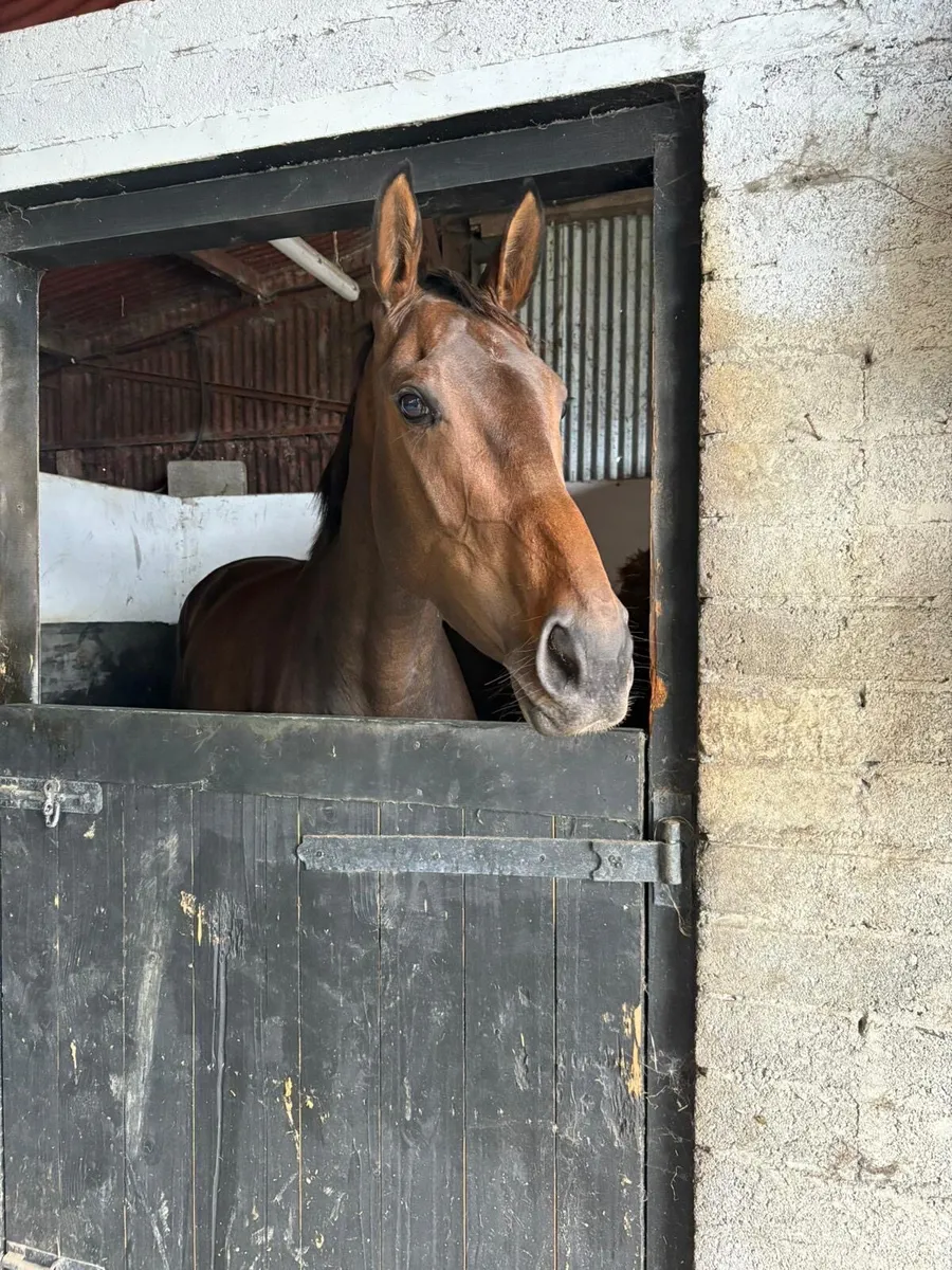 Horse - Image 1