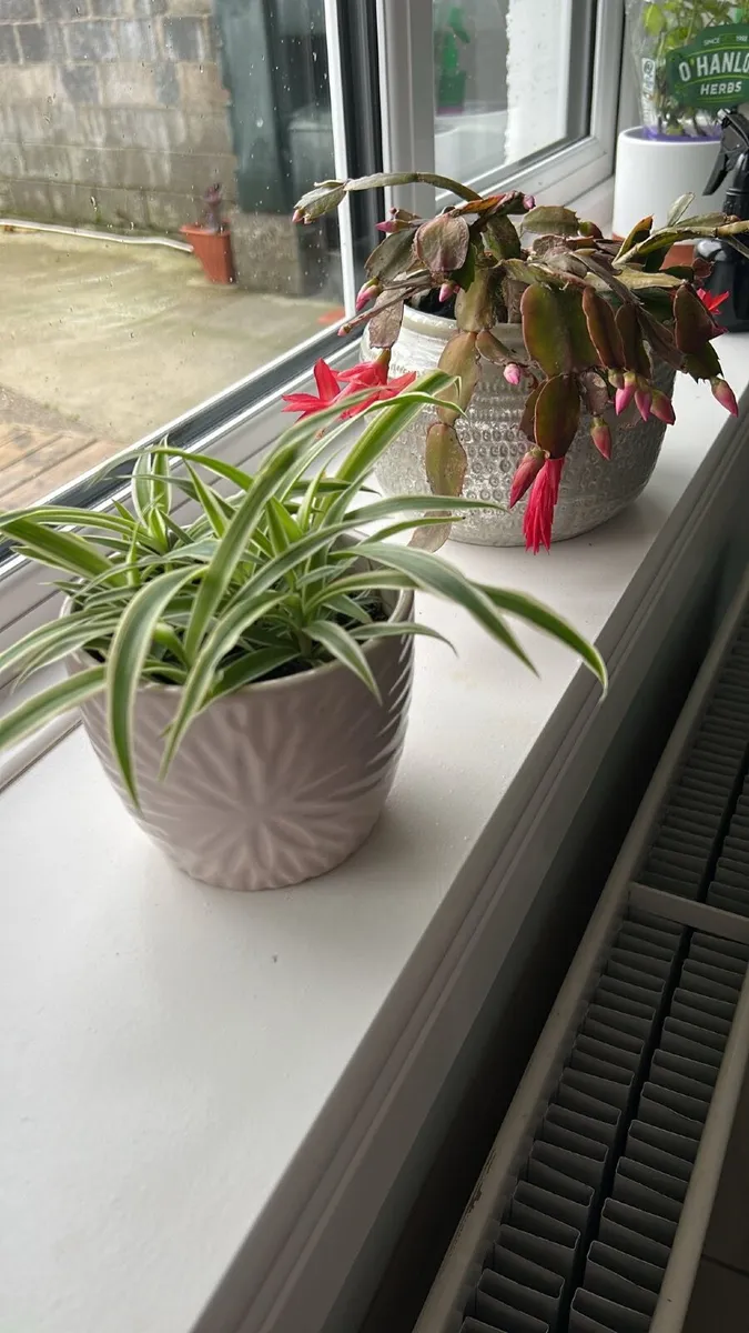 Plants