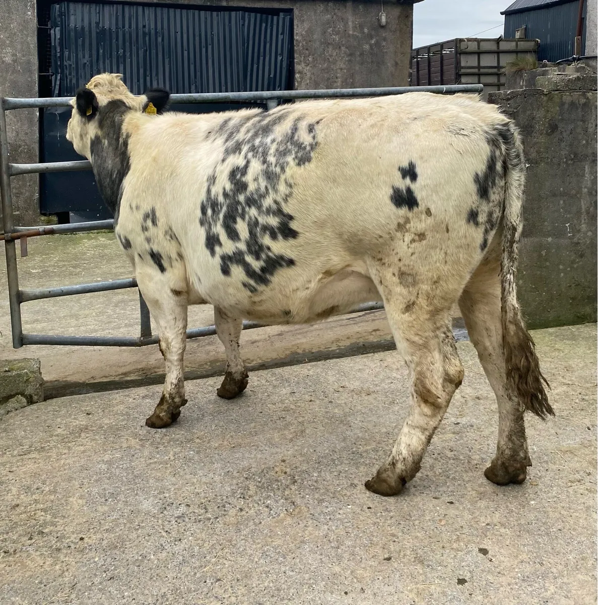⭐️Super Belgian Blue Springing Cow⭐️ - Image 1