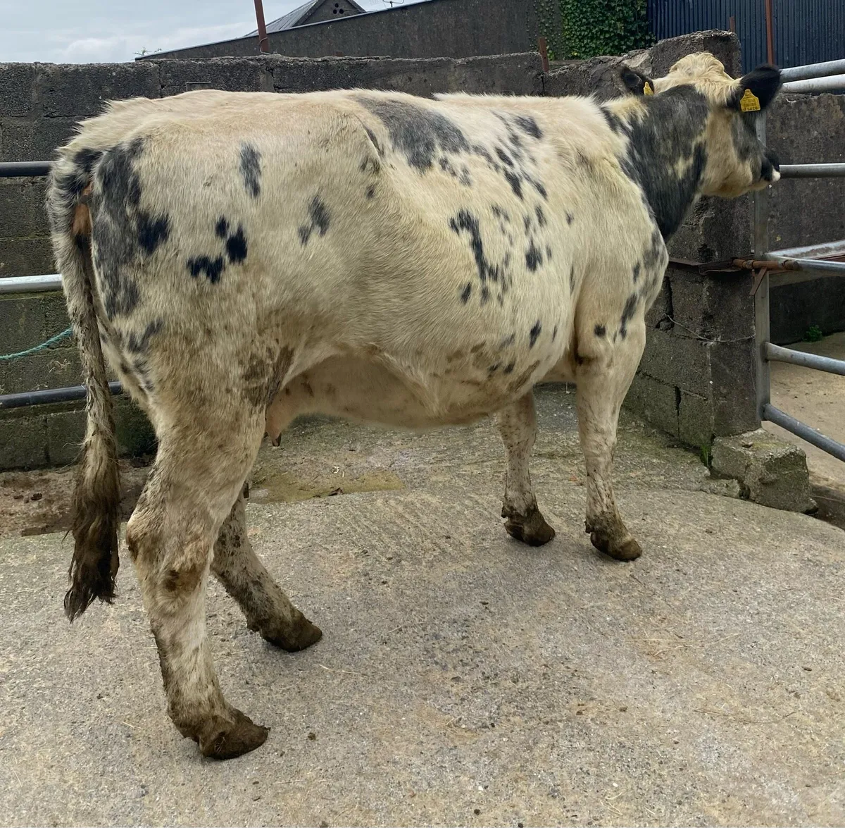 ⭐️Super Belgian Blue Springing Cow⭐️ - Image 2