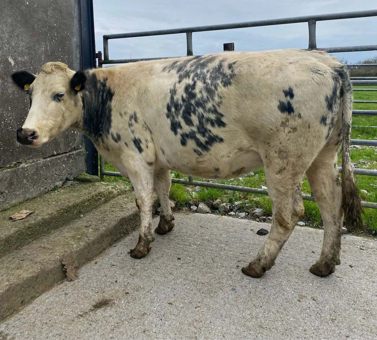 ⭐️Super Belgian Blue Springing Cow⭐️ - Image 3