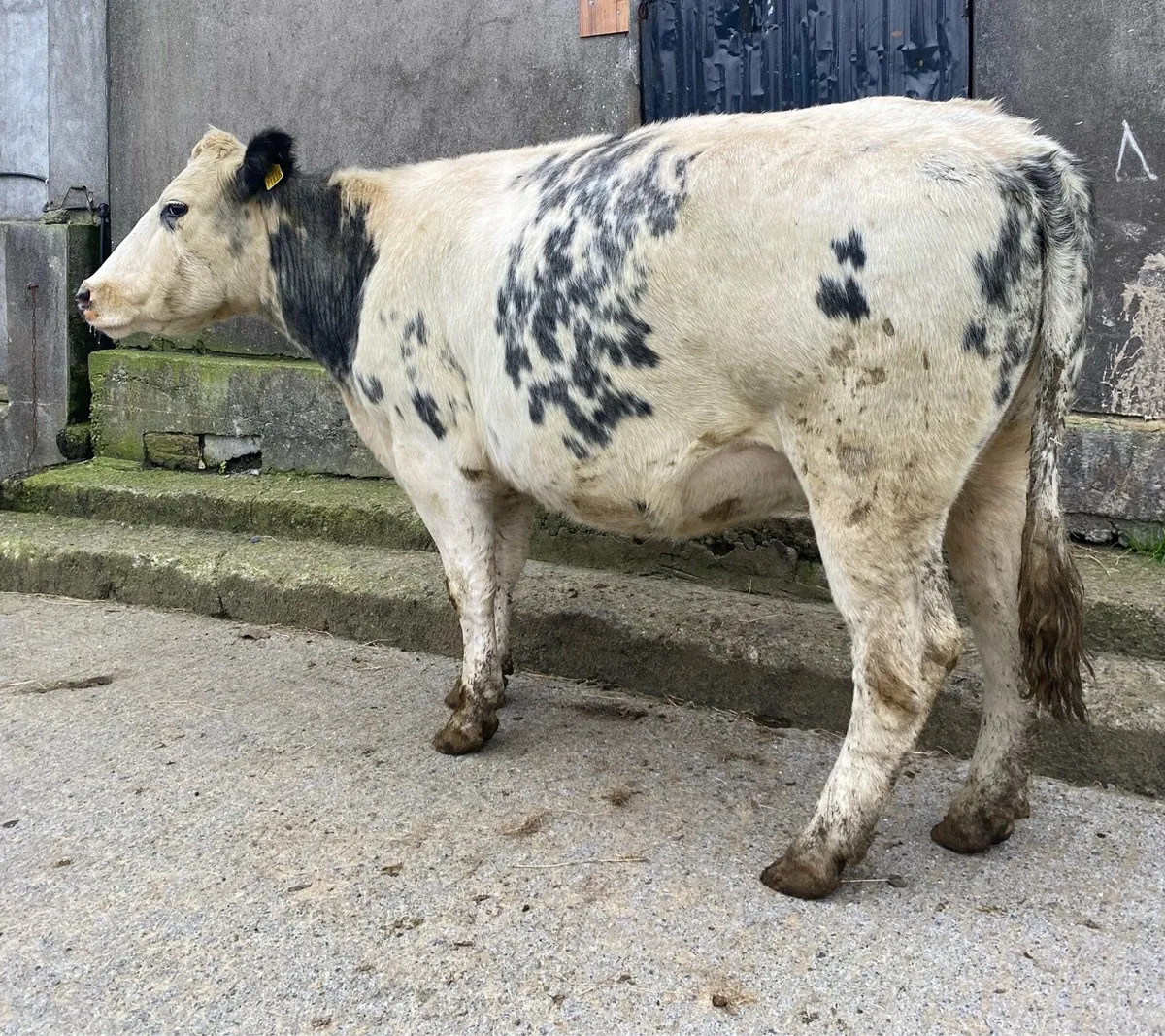 ⭐️Super Belgian Blue Springing Cow⭐️ - Image 4
