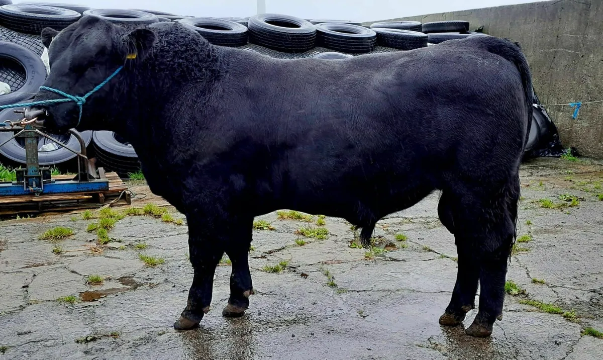 Aberdeen Angus Bull - Image 1