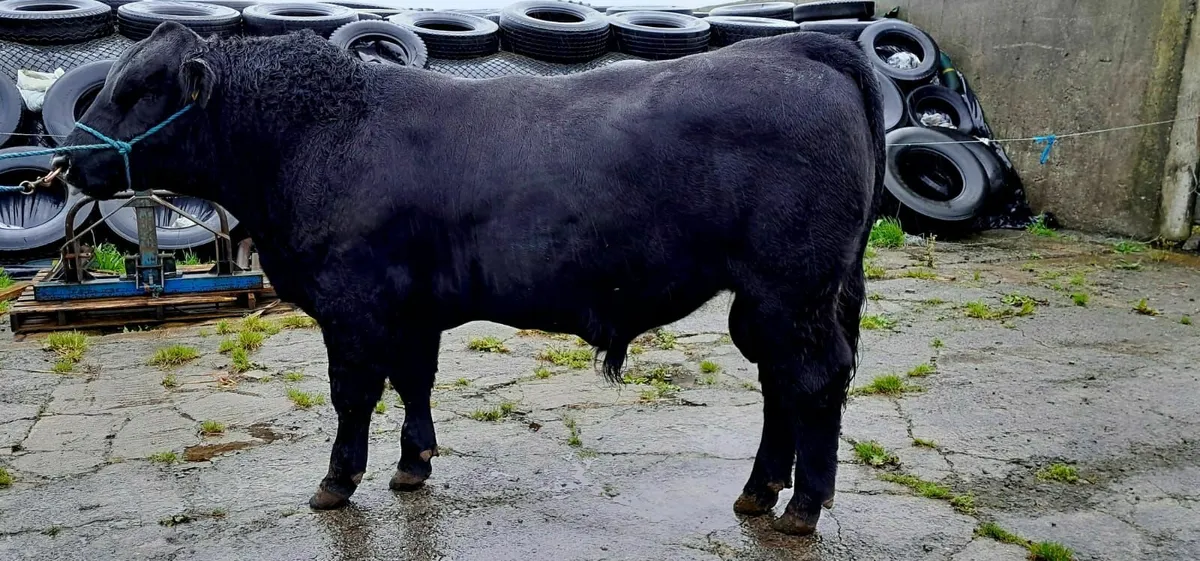 Aberdeen Angus Bull - Image 2