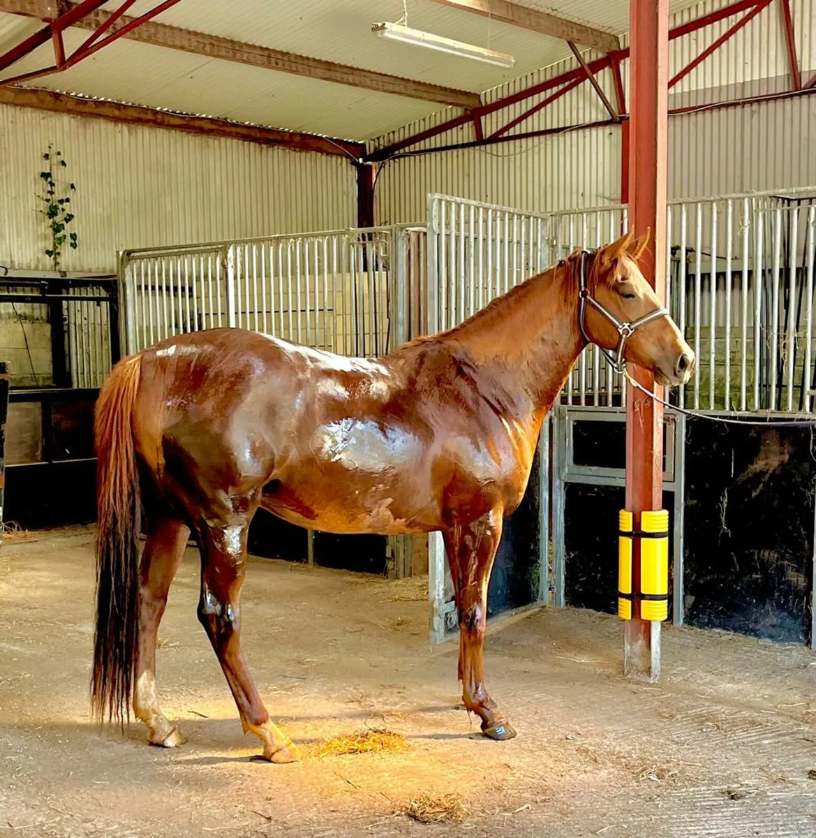 Self Livery Available - Image 1