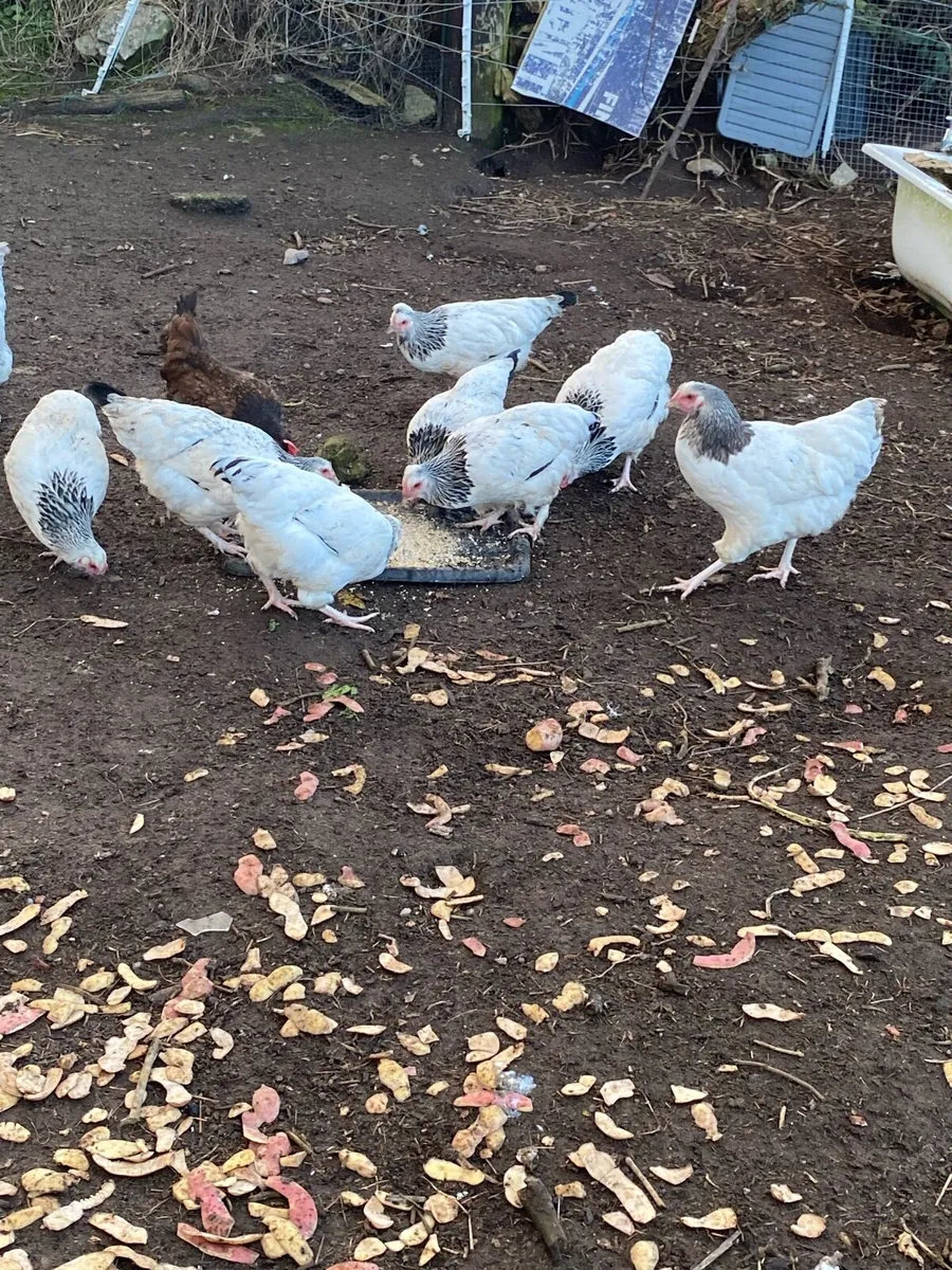 Pullets - Image 1