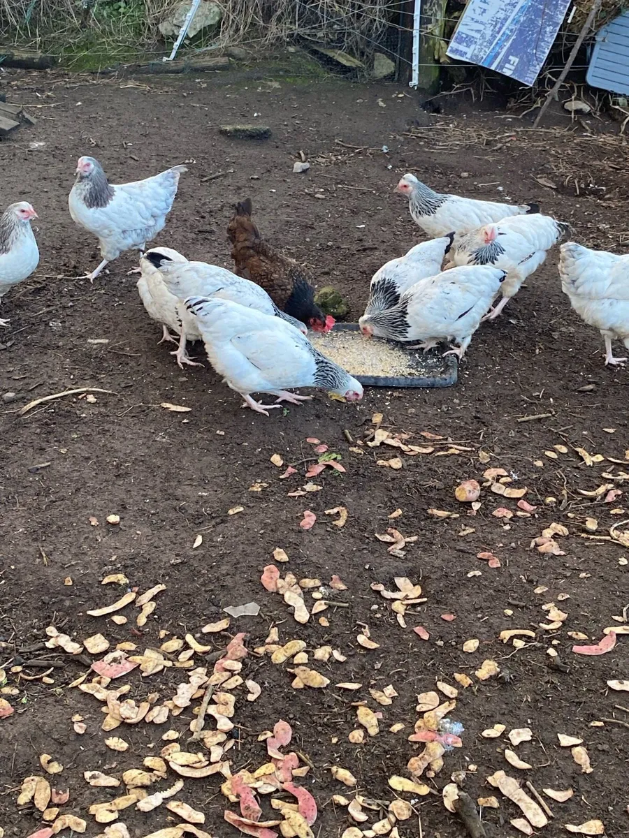 Pullets - Image 2