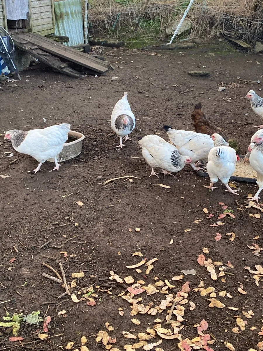 Pullets - Image 3