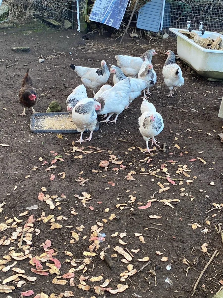 Pullets - Image 4
