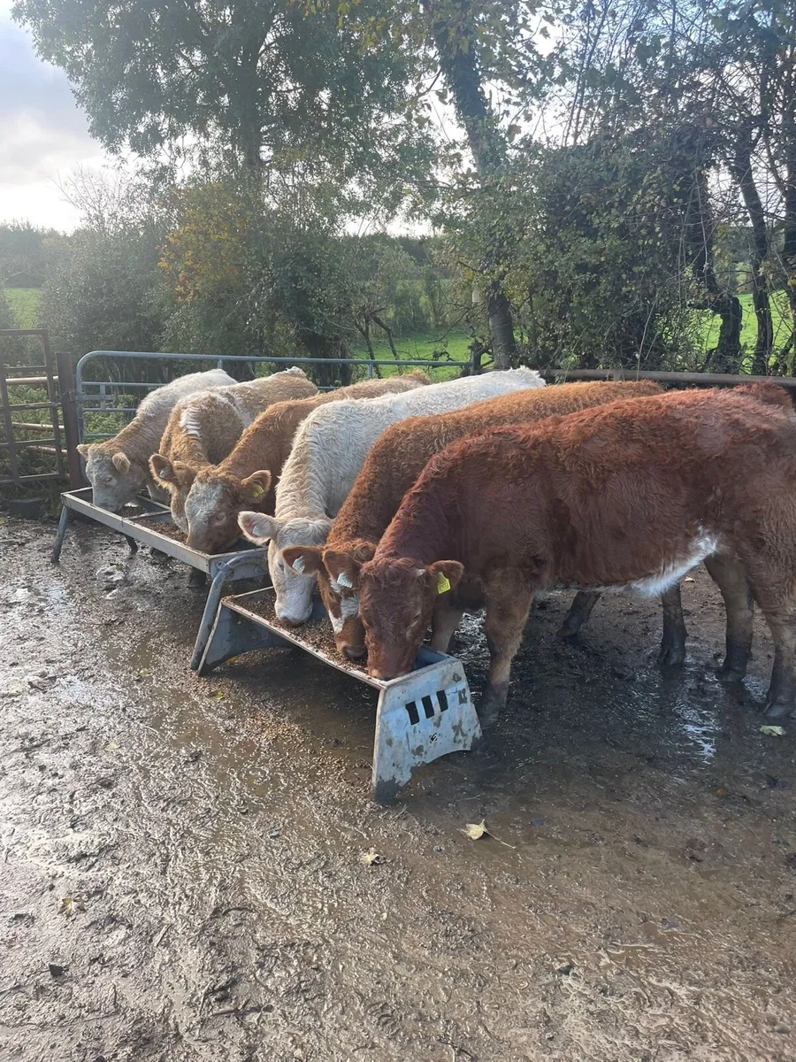 6 Heifer Weanlings - Image 2