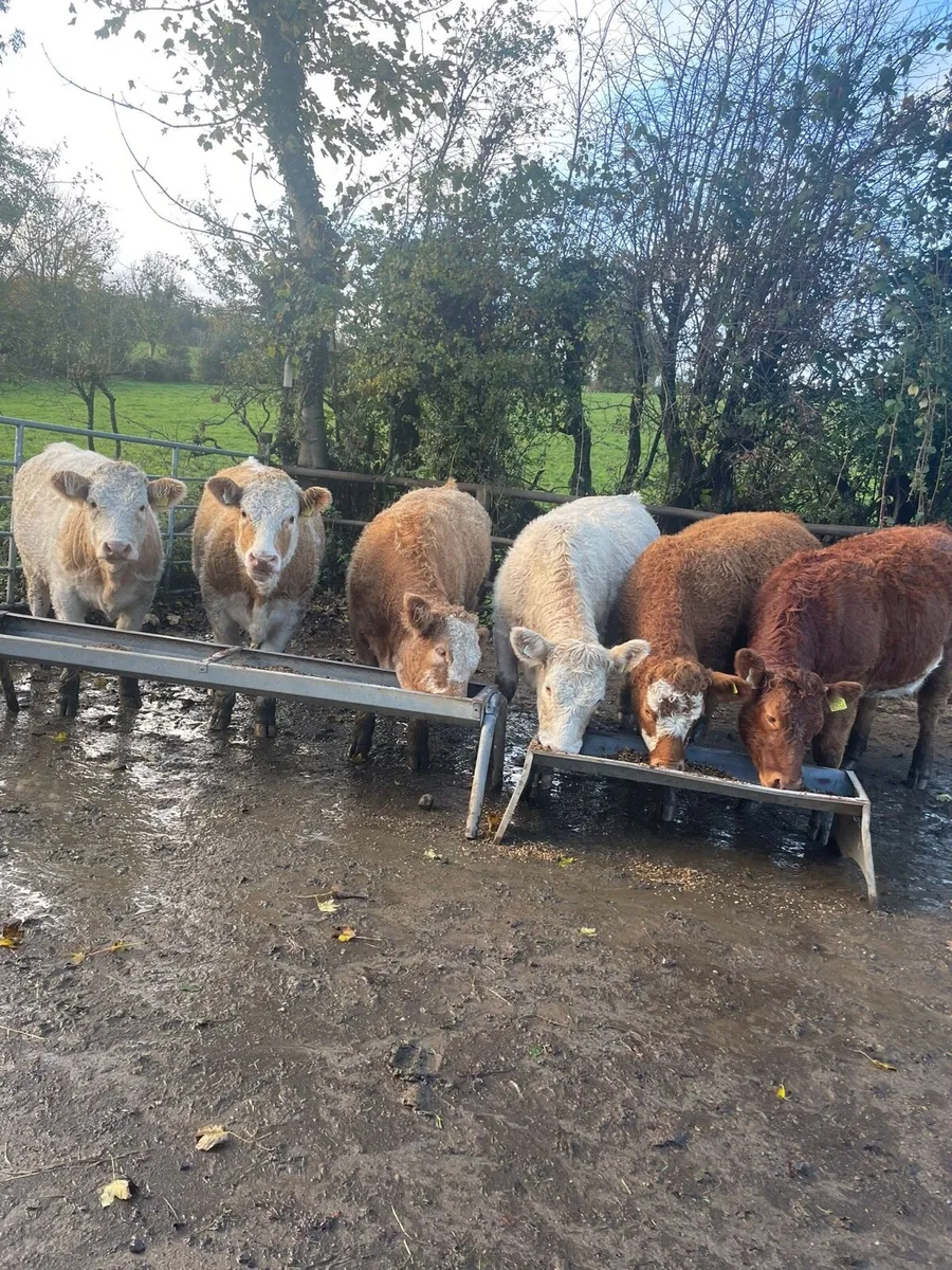 6 Heifer Weanlings - Image 3