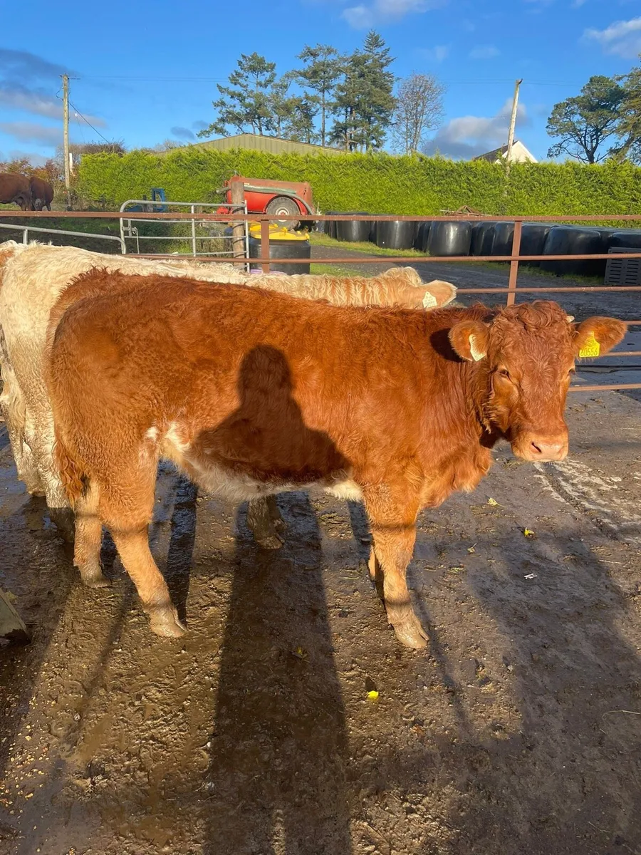 6 Heifer Weanlings - Image 1