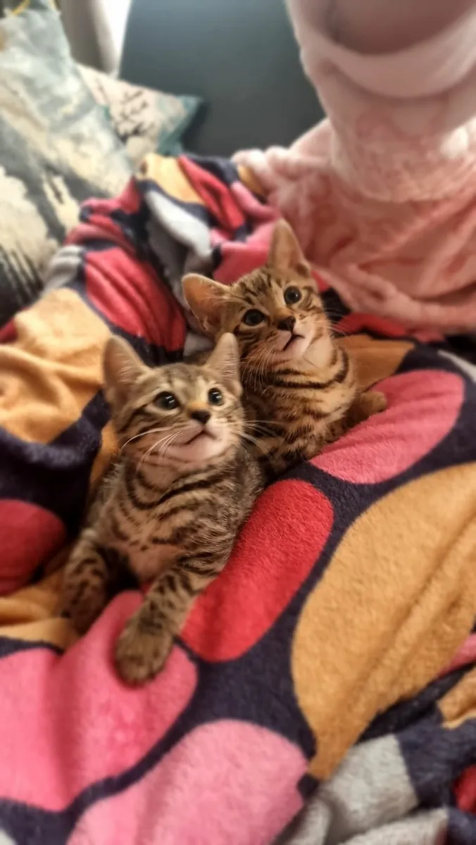 kittens - Image 1