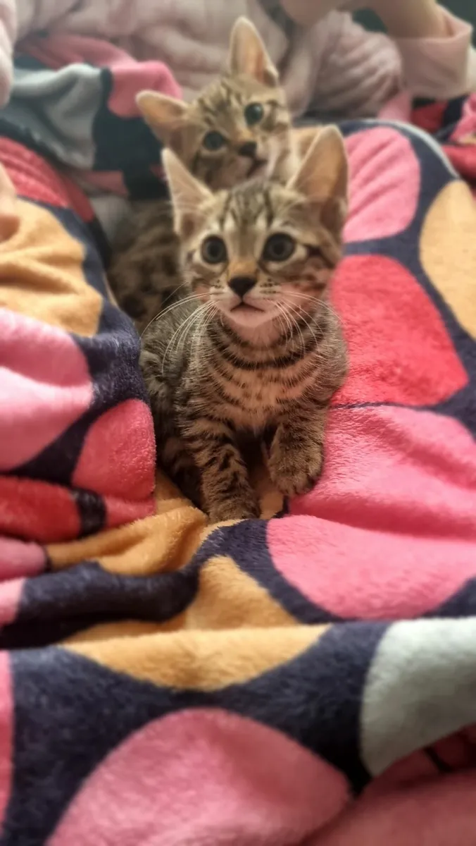 kittens - Image 2