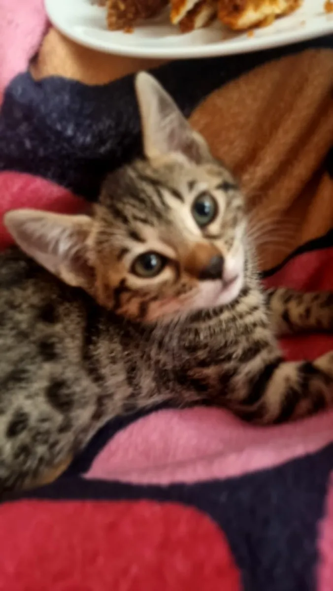 kittens - Image 3