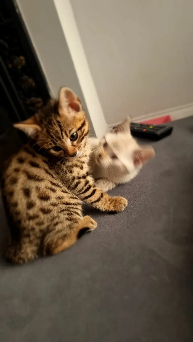 kittens - Image 4