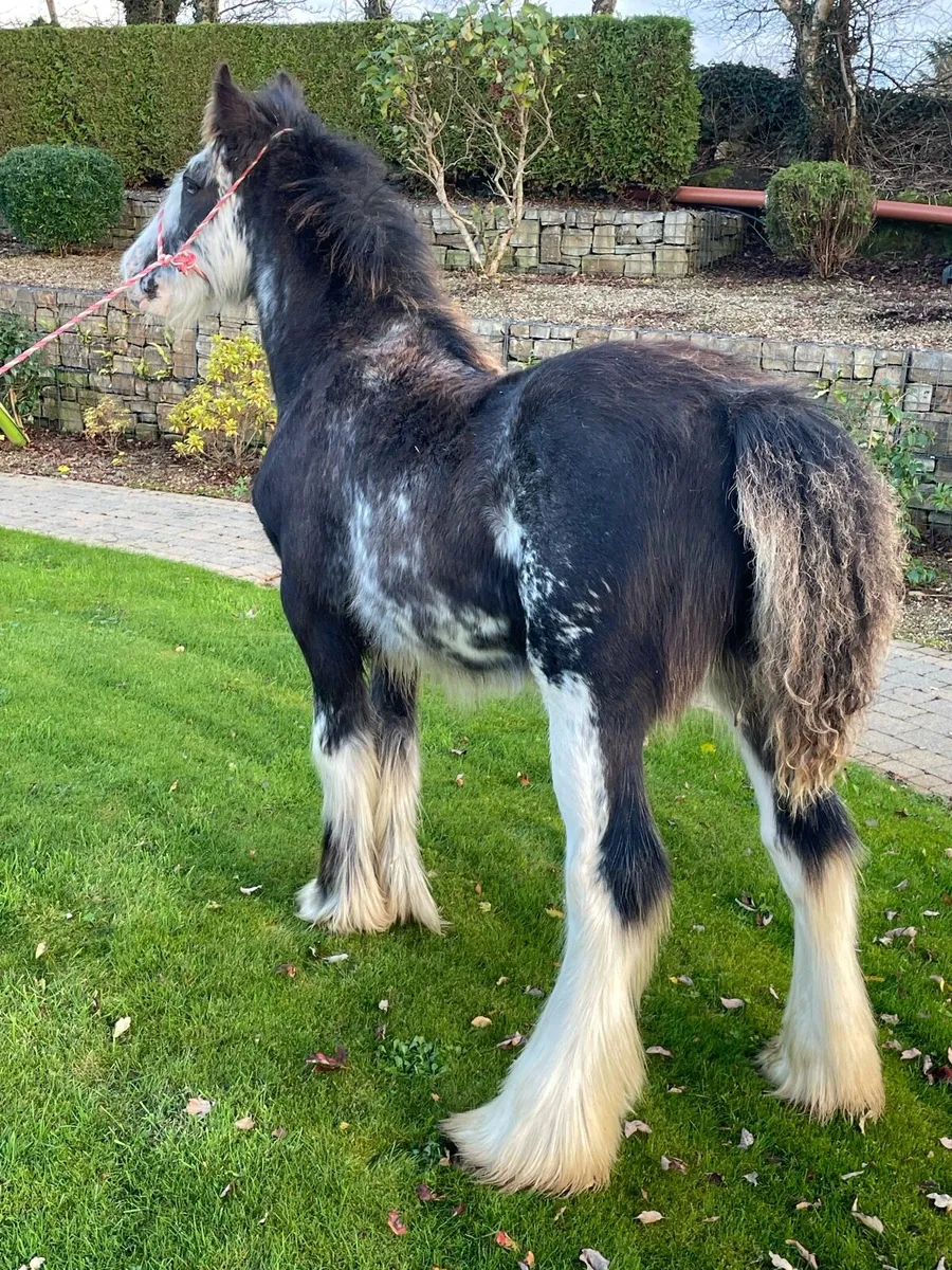 Heavy Blagdon Colt - Image 2