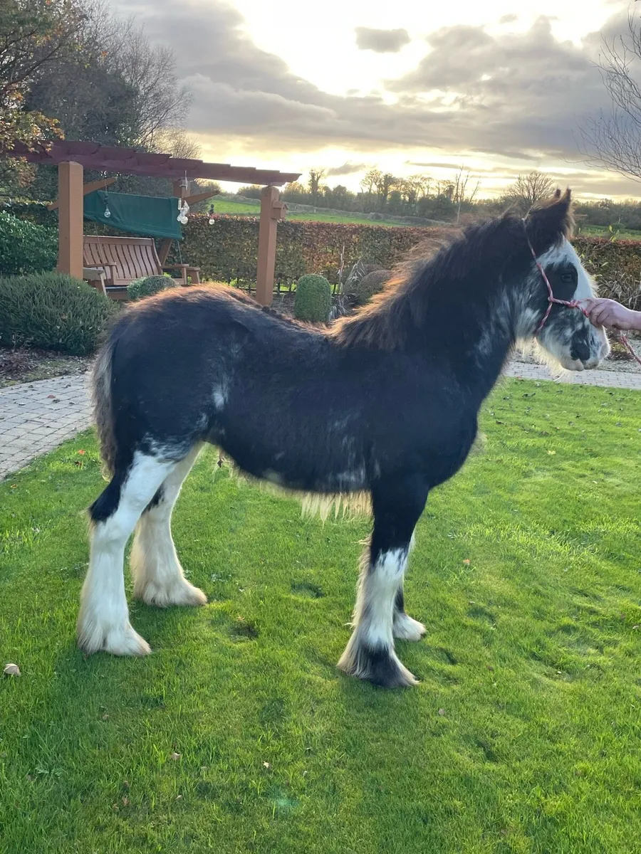 Heavy Blagdon Colt - Image 3