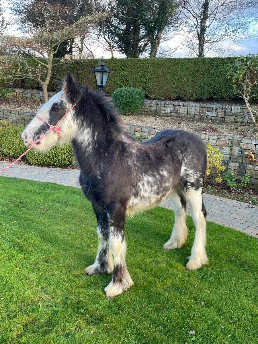 Heavy Blagdon Colt - Image 4