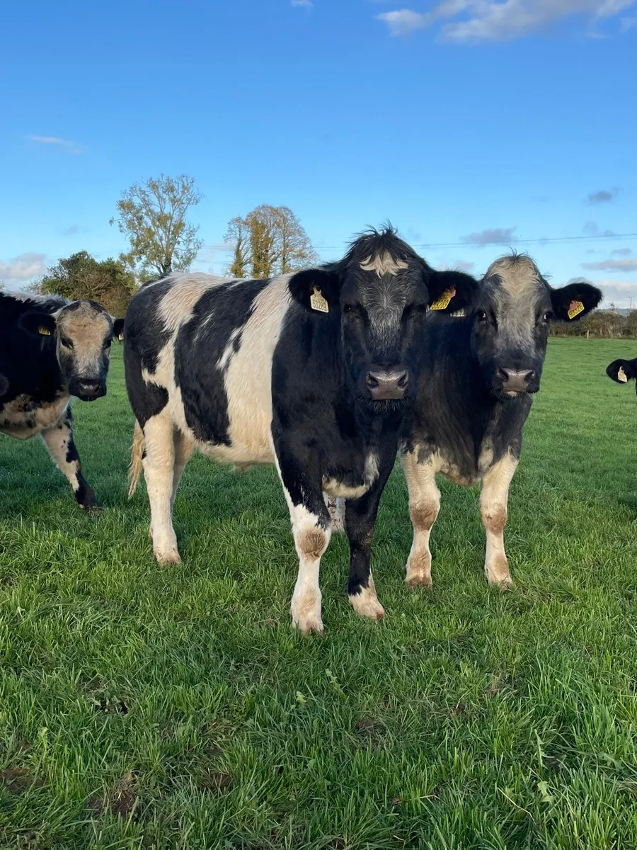 15 Belgian blue bullocks - Image 1