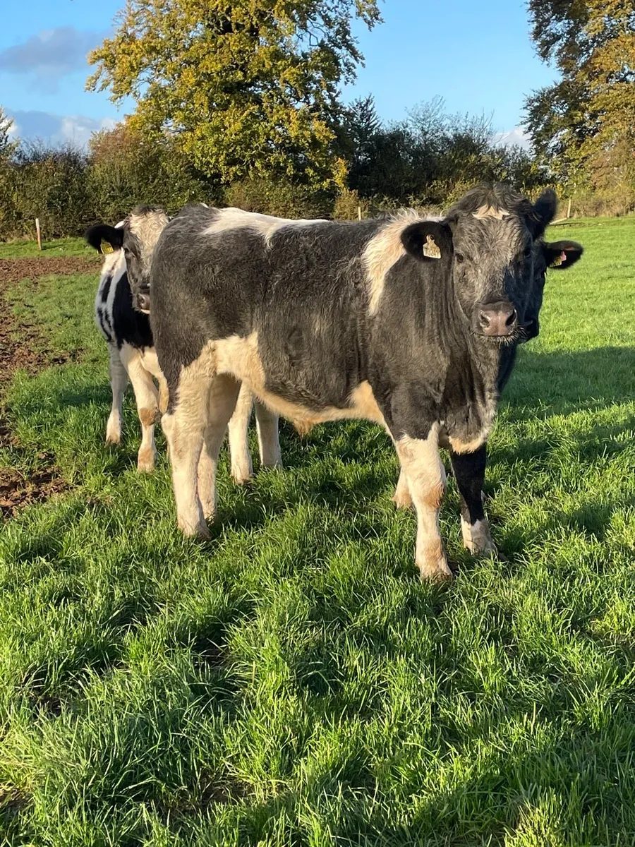 15 Belgian blue bullocks - Image 2