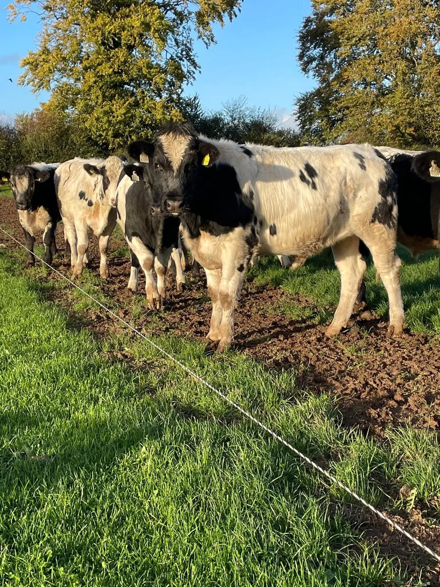 15 Belgian blue bullocks - Image 3