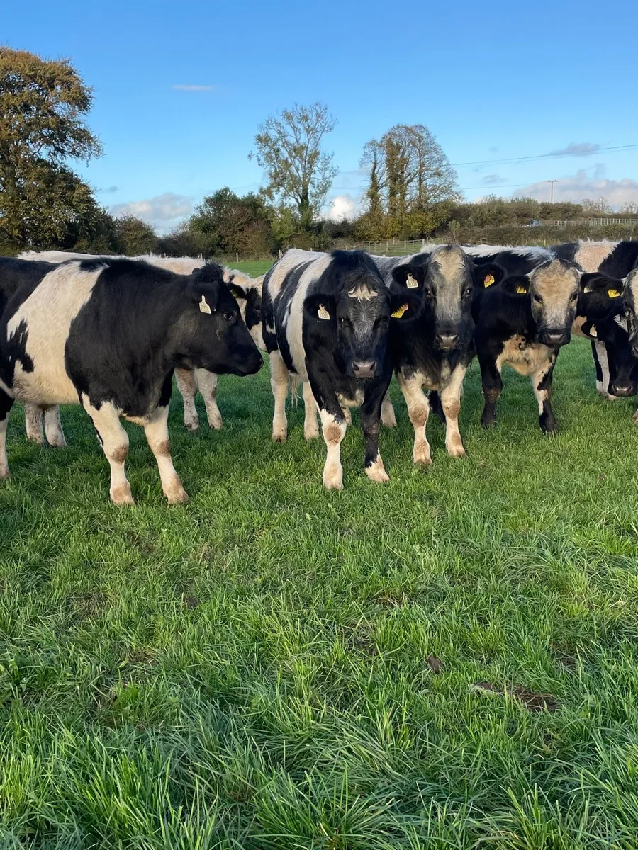 15 Belgian blue bullocks - Image 4