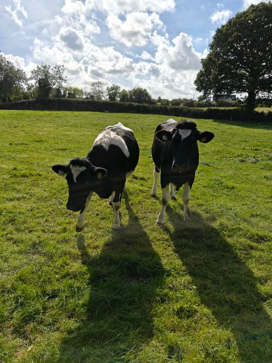 Fresian heifers - Image 1