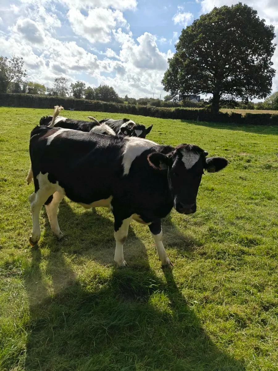 Fresian heifers - Image 2